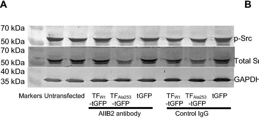 Fig.6.A showing Western Blotting in a Homo sapiens (Human) sample from the publication: Accumulation of tissue factor in endothelial cells promotes cellular apoptosis through over-activation of Src1 and involves β1-integrin signalling.