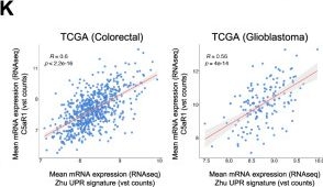 Fig.2.K showing Flow cytometry/Cell sorting from the publication: UPR-induced intracellular C5aR1 promotes adaptation to the hypoxic tumour microenvironment.