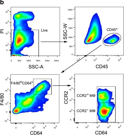 Fig.5.B showing Flow cytometry/Cell sorting in a Mus musculus (House mouse) sample from the publication: Antibiotic-induced dysbiosis of gut microbiota impairs corneal development in postnatal mice by affecting CCR2 negative macrophage distribution.