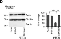 Fig.3.D showing Western Blotting from the publication: Genistein antagonizes gliadin-induced CFTR malfunction in models of celiac disease.