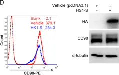 Fig.3.D showing Flow cytometry/Cell sorting in a Homo sapiens (Human) sample from the publication: Dominant Suppression of β1 Integrin by Ectopic CD98-ICD Inhibits Hepatocellular Carcinoma Progression.
