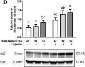 Fig.4.D showing Western Blotting in a Homo sapiens (Human) sample from the publication: Hypoxia and heat stress affect epithelial integrity in a Caco-2/HT-29 co-culture.