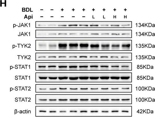 Fig.5.H showing Western Blotting from the publication: Transcriptotype-Driven Discovery of Apigenin as a Therapy against Cholestatic Liver Fibrosis: Through Inhibition of PANoptosis and Following Type-I Interferon Responses.