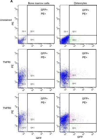 Fig.2.A showing Flow cytometry/Cell sorting from the publication: TNF-α Directly Enhances Osteocyte RANKL Expression and Promotes Osteoclast Formation.