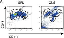 Fig.2.A showing Flow cytometry/Cell sorting from the publication: α4-integrins control viral meningoencephalitis through differential recruitment of T helper cell subsets.