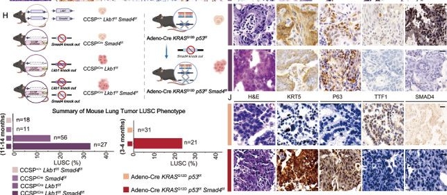 Fig.1.H showing Immunohistochemistry in a Mus musculus (House mouse) sample from the publication: A Non-Canonical Role of SMAD4 in Regulating 3D Genome Architecture to Inhibit Lung Squamous Cell Carcinoma Development.