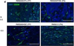 MRC1 Antibody (CD206) | Cell Signaling Technology