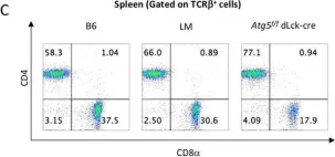 Fig.1.C showing Flow cytometry/Cell sorting in a Mus musculus (House mouse) sample from the publication: CD4 T cell autophagy is integral to memory maintenance.