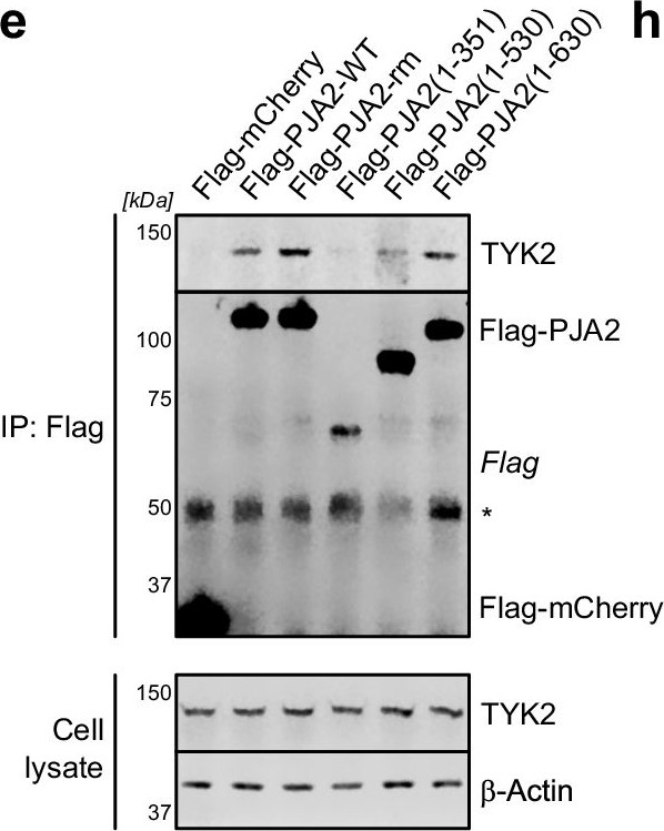 Fig.7.E showing Western Blotting from the publication: Proximal protein landscapes of the type I interferon signaling cascade reveal negative regulation by PJA2.