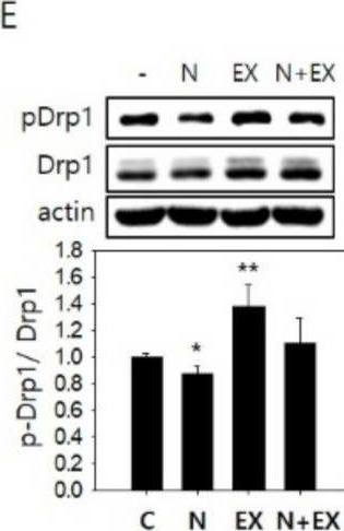 Fig.2.E showing Western Blotting from the publication: Nicotinamide Treatment Facilitates Mitochondrial Fission through Drp1 Activation Mediated by SIRT1-Induced Changes in Cellular Levels of cAMP and Ca2.