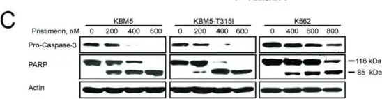 Fig.7.C showing Western Blotting from the publication: Pristimerin induces apoptosis in imatinib-resistant chronic myelogenous leukemia cells harboring T315I mutation by blocking NF-kappaB signaling and depleting Bcr-Abl.