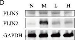 Fig.4.D showing Western Blotting from the publication: Berberine Attenuates Nonalcoholic Hepatic Steatosis by Regulating Lipid Droplet-Associated Proteins: In&nbsp;Vivo, In&nbsp;Vitro and Molecular Evidence.