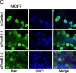Ran Antibody | Cell Signaling Technology