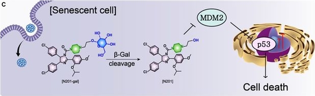 Fig.1.C from the publication: A Self-Assembling Senolytic Prodrug with Enhanced Bioavailability and Selective Activation for Targeting Senescent Retinal Pigment Epithelium.