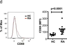 Fig.1.D showing Flow cytometry/Cell sorting from the publication: Arachidonic acid-regulated calcium signaling in T cells from patients with rheumatoid arthritis promotes synovial inflammation.