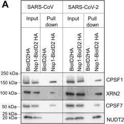 Fig.2.A showing Western Blotting in a SARS-CoV-2 sample from the publication: Proximity-dependent biotinylation detects associations between SARS coronavirus nonstructural protein 1 and stress granule-associated proteins.