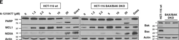 Fig.6.E showing Western Blotting from the publication: Confounding off-target effects of BH3 mimetics at commonly used concentrations: MIM1, UMI-77, and A-1210477.