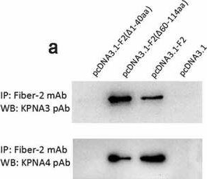 Fig.3.A showing Western Blotting in a Gallus gallus (Red junglefowl) sample from the publication: Domain in Fiber-2 interacted with KPNA3/4 significantly affects the replication and pathogenicity of the highly pathogenic FAdV-4.