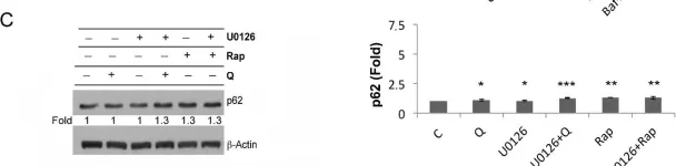 Fig.5.C showing Western Blotting from the publication: mTORC1/ERK1/2 Interplay Regulates Protein Synthesis and Survival in Acute Myeloid Leukemia Cell Lines.