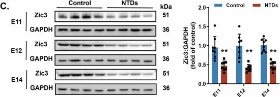 Fig.6.C showing Western Blotting from the publication: ApoM maintains cellular homeostasis between mitophagy and apoptosis by affecting the stability of Nnt mRNA through the Zic3-ApoM-Elavl2-Nnt axis during neural tube closure.