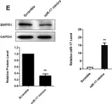 Fig.2.E showing Western Blotting from the publication: Role of miR-17 family in the negative feedback loop of bone morphogenetic protein signaling in neuron.