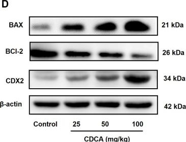 Fig.2.D showing Western Blotting in a Mus musculus (House mouse) sample from the publication: Chenodeoxycholic acid triggers gastric mucosal injury by inducing apoptosis and FXR activation.