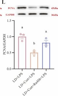 Fig.8.L showing Western Blotting in a Mus musculus (House mouse) sample from the publication: Nocturnal Dim Blue Light Is Associated with Splenic Immune Dysregulation and Altered CORT-GR Signalling in High-Fat-Diet-Fed Mice.