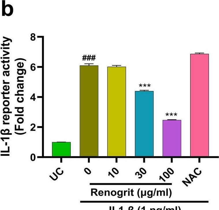 Fig.8.B from the publication: Renogrit selectively protects against cisplatin-induced injury in human renal tubular cells and in Caenorhabditis elegans by harmonizing apoptosis and mitophagy.