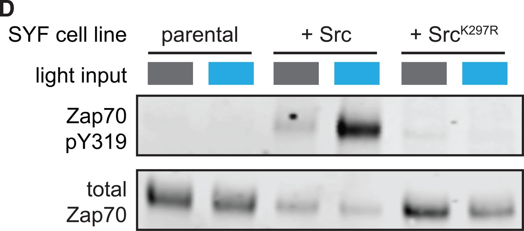 Fig.5.D showing Western Blotting from the publication: Positive feedback between the T cell kinase Zap70 and its substrate LAT acts as a clustering-dependent signaling switch.