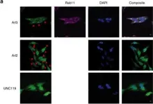 Fig.4.A showing Immunocytochemistry-immunofluorescence in a Homo sapiens (Human) sample from the publication: Spatial cycles mediated by UNC119 solubilisation maintain Src family kinases plasma membrane localisation.