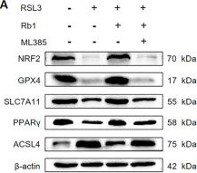 Fig.8.A showing Western Blotting from the publication: Ginsenoside Rb1 targets the NRF2-PPARγ-ACSL4 axis to inhibit PTECs ferroptosis.