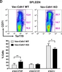 Fig.2.D showing Flow cytometry/Cell sorting from the publication: Efficient terminal erythroid differentiation requires the APC/C cofactor Cdh1 to limit replicative stress in erythroblasts.