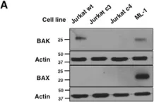 Fig.6.A showing Western Blotting from the publication: Confounding off-target effects of BH3 mimetics at commonly used concentrations: MIM1, UMI-77, and A-1210477.