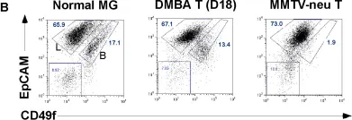 Fig.3.B showing Flow cytometry/Cell sorting in a Mus musculus (House mouse) sample from the publication: A phenotypic mouse model of basaloid breast tumors.