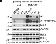 Fig.2.C showing Western Blotting from the publication: The anti-apoptotic Bcl-2 family protein A1/Bfl-1 regulates neutrophil survival and homeostasis and is controlled via PI3K and JAK/STAT signaling.