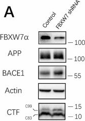 Fig.2.A showing Western Blotting in a Mus musculus (House mouse) sample from the publication: FBXW7α regulates amyloid pathology by mediating ubiquitination and degradation of BACE1 in Alzheimer's disease.
