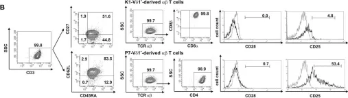 Fig.5.B showing Flow cytometry/Cell sorting in a Homo sapiens (Human) sample from the publication: Human Peripheral CD4(+) Vδ1(+) γδT Cells Can Develop into αβT Cells.
