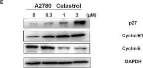 Fig.2.E showing Western Blotting from the publication: Celastrol Inhibits the Growth of Ovarian Cancer Cells in vitro and in vivo.