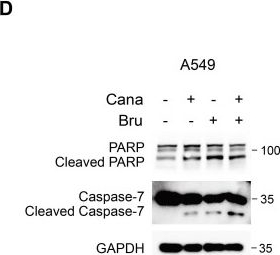 Fig.4.D showing Western Blotting in a Homo sapiens (Human) sample from the publication: Canagliflozin and Brusatol Synergize against LKB1-KEAP1 Co-Mutant NSCLC through AKT Suppression.