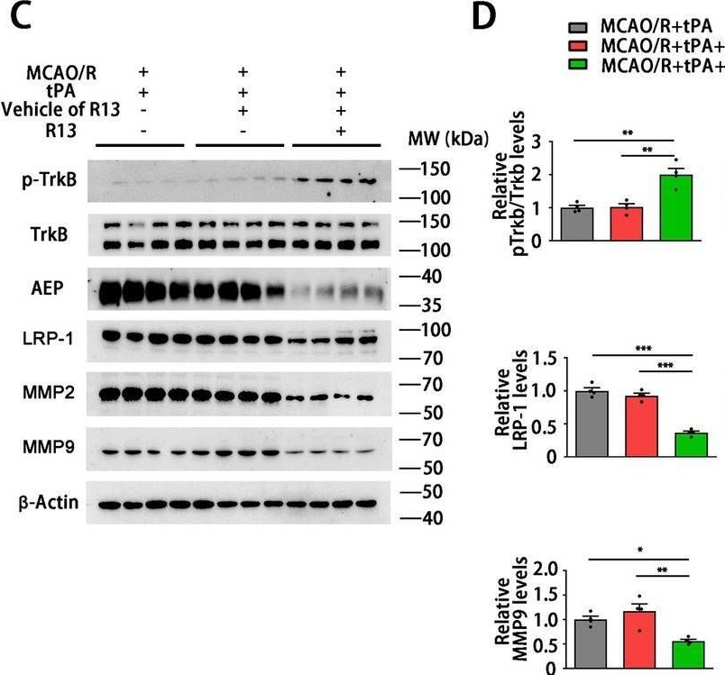 Fig.8.C showing Western Blotting in a Homo sapiens (Human) sample from the publication: Asparagine Endopeptidase Inhibition Attenuates Tissue Plasminogen Activator-Induced Brain Hemorrhagic Transformation After Ischemic Stroke.