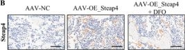 Fig.8.B showing Immunohistochemistry from the publication: Steap4 Promotes Senile Osteoporosis via Fe2+-ROS/C/EBPβ Feedback-Driven Ferroptosis and Adipogenesis in Senescent BMSCs.