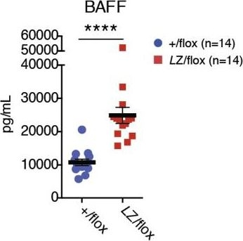 Fig.5.G showing Enzyme-linked immunosorbent assay in a Mus musculus (House mouse) sample from the publication: The Deubiquitinase OTULIN Is an Essential Negative Regulator of Inflammation and Autoimmunity.
