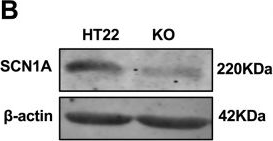 Fig.6.B showing Western Blotting in a Mus musculus (House mouse) sample from the publication: The Glucagon-Like Peptide-1 Analogue Liraglutide Reduces Seizures Susceptibility, Cognition Dysfunction and Neuronal Apoptosis in a Mouse Model of Dravet Syndrome.