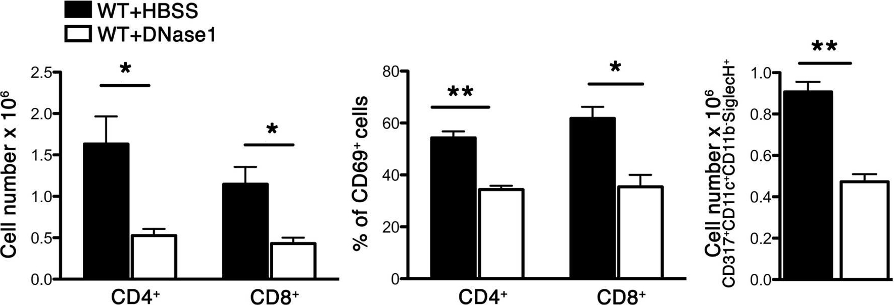 Fig.4.A showing Flow cytometry/Cell sorting in a Mus musculus (House mouse) sample from the publication: Neutrophil Extracellular Traps Enhance Early Inflammatory Response in Sendai Virus-Induced Asthma Phenotype.