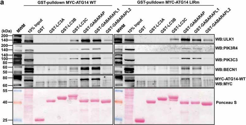 Fig.7.A showing Western Blotting in a Homo sapiens (Human) sample from the publication: Members of the autophagy class III phosphatidylinositol 3-kinase complex I interact with GABARAP and GABARAPL1 via LIR motifs.