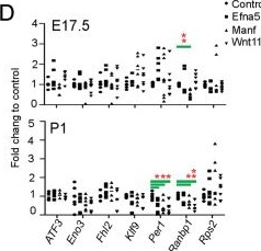 Fig.7.D from the publication: Single-cell transcriptomic analysis identifies murine heart molecular features at embryonic and neonatal stages.