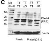 Fig.1.C showing Western Blotting in a Homo sapiens (Human) sample from the publication: A Novel Inactive Isoform with a Restored Reading Frame Is Expressed from the Human Interferon Lambda 4 TT Allele at rs368234815.