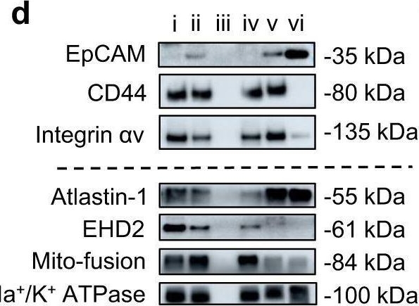 Fig.1.D showing Western Blotting in a Mus musculus (House mouse) sample from the publication: Cancer cell-mitochondria hybrid membrane coated Gboxin loaded nanomedicines for glioblastoma treatment.
