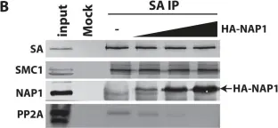 Fig.5.B showing Western Blotting from the publication: Histone chaperone NAP1 mediates sister chromatid resolution by counteracting protein phosphatase 2A.
