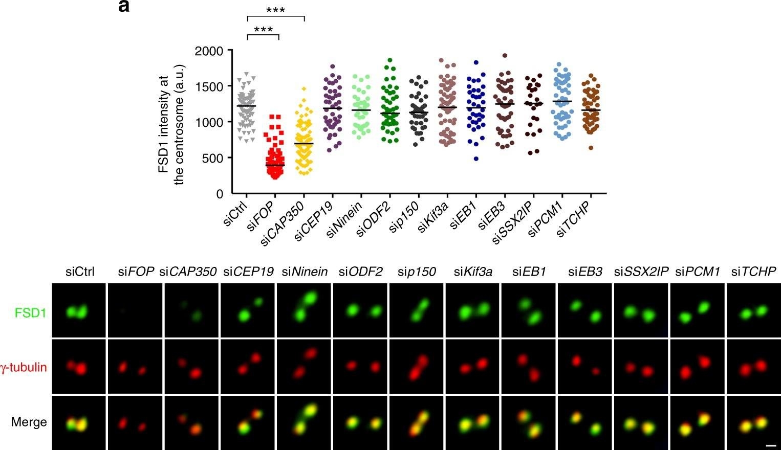 TCHP antibodies - Antibody search engine - CiteAb